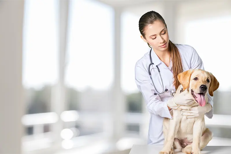 veterinary